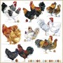 SERVILLETA 33X33CM POULETS